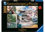 Ravensburger - 1000 Piece - Canadian Collection - West Coast Tranquility-jigsaws-The Games Shop